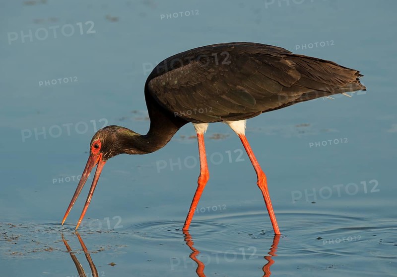 Black Stork (Ciconia nigra)