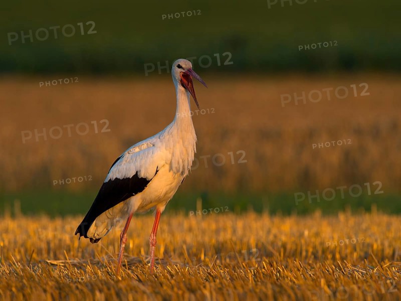 White Stork (Ciconia ciconia)