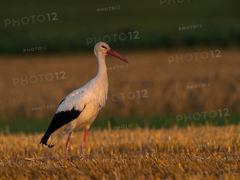 White Stork (Ciconia ciconia)