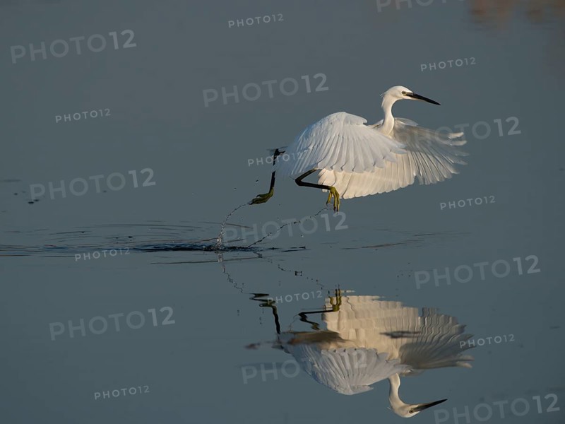 Little Egret (Egretta garzetta)