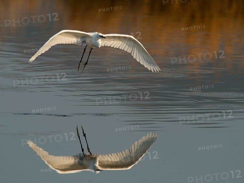 Little Egret (Egretta garzetta) in flight