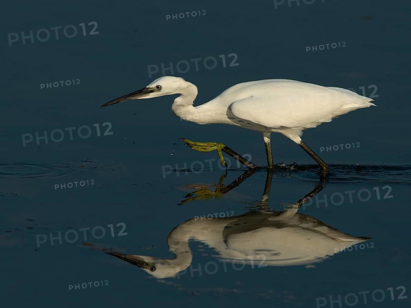 Little Egret (Egretta garzetta)