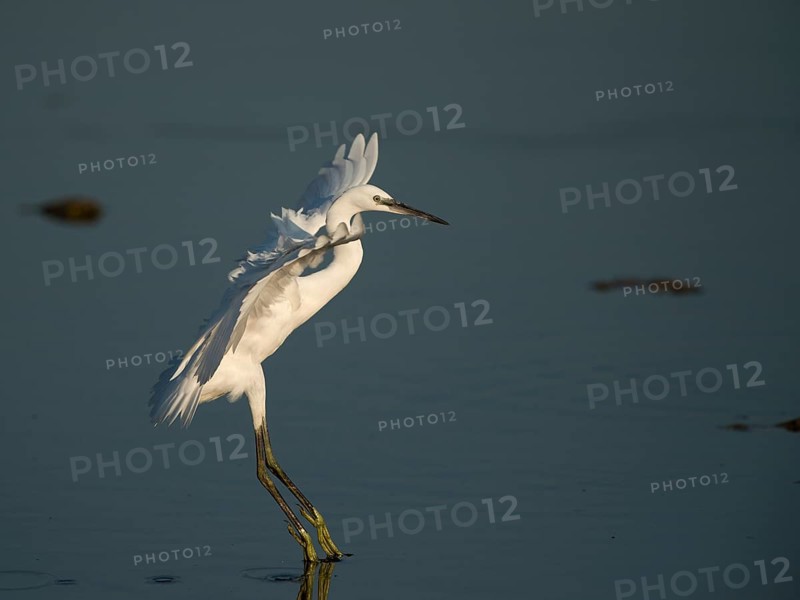 Little Egret (Egretta garzetta)