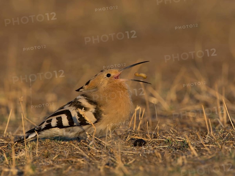 Hoopoe (Upupa epops)