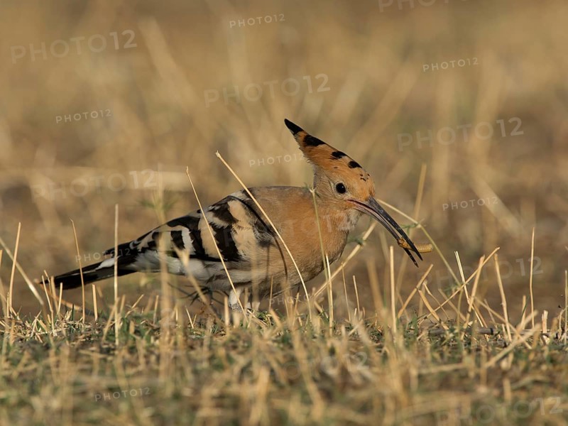 Hoopoe (Upupa epops)