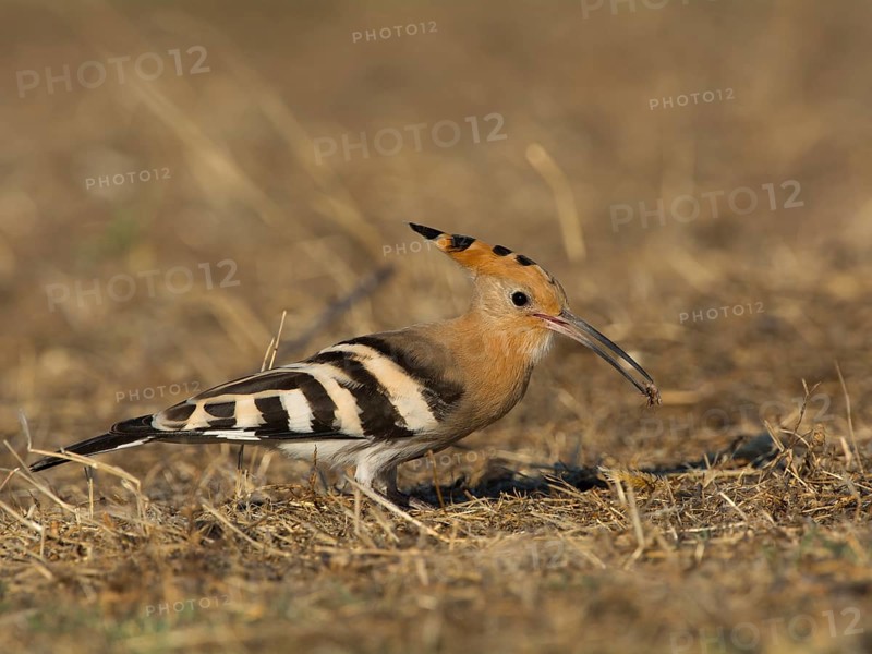 Hoopoe (Upupa epops)