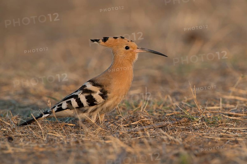 Hoopoe (Upupa epops)