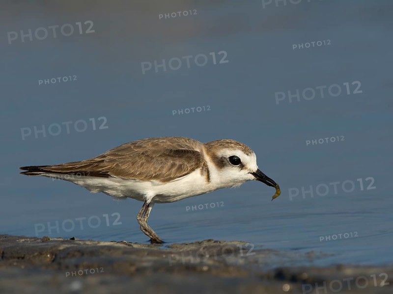 Kentish Plover or Snowy Plover (Charadrius alexandrinus)