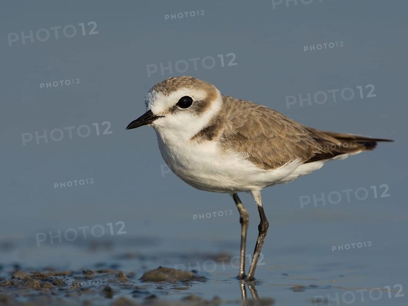 Kentish Plover or Snowy Plover (Charadrius alexandrinus)