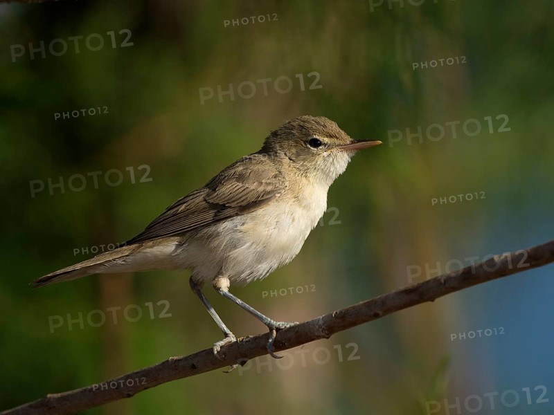 Eastern Olivaceous Warbler (Hippolais pallida)