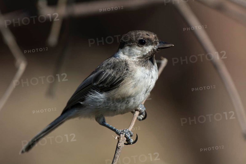Sombre Tit or Caspian Tit (Parus lugubris)