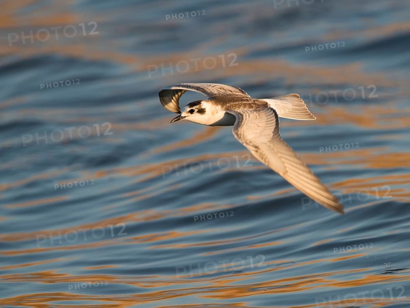Black Tern (Chlidonias niger)