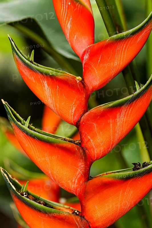 Heliconia (Heliconia sp.)