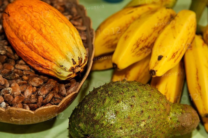 Cocoa fruits