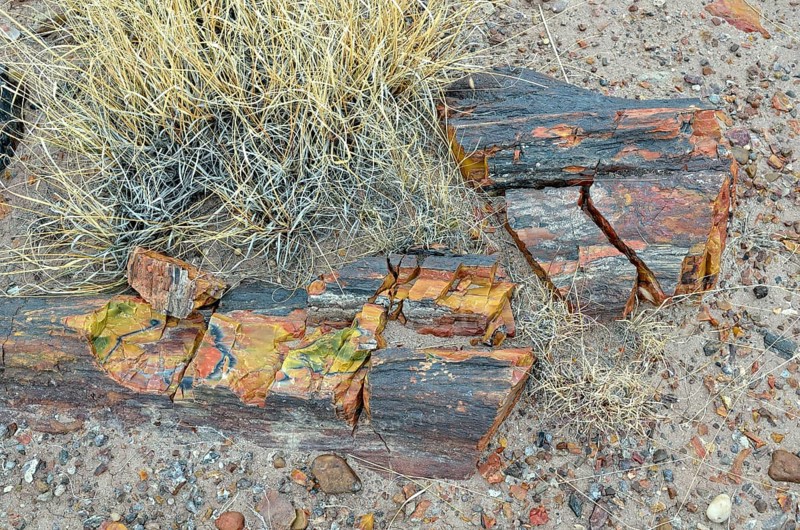 Fragments of a silicified tree trunk