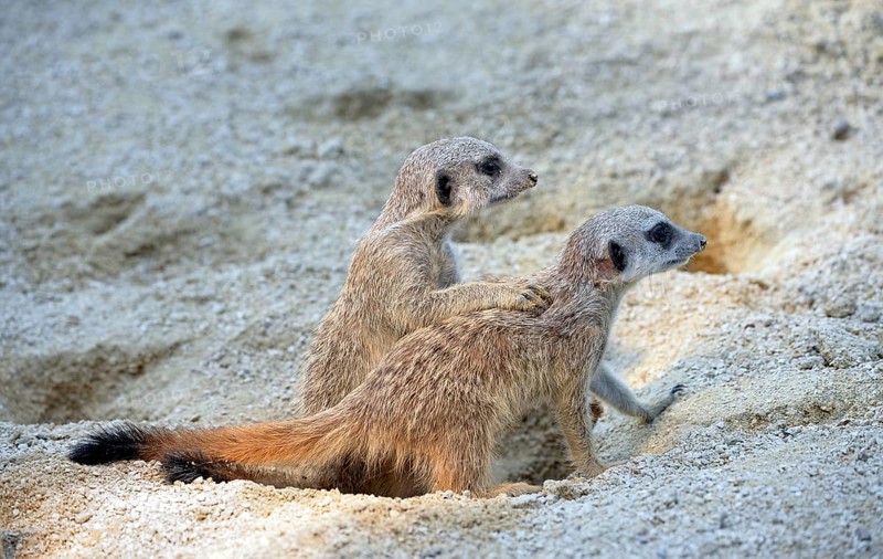 Meerkat (Suricata suricatta) pups playing