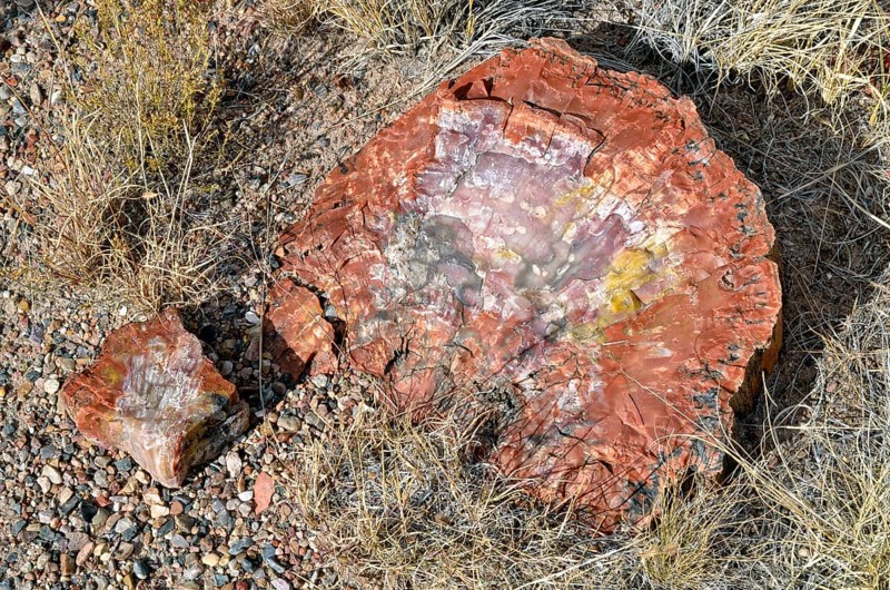 Fragment of a silicified tree trunk