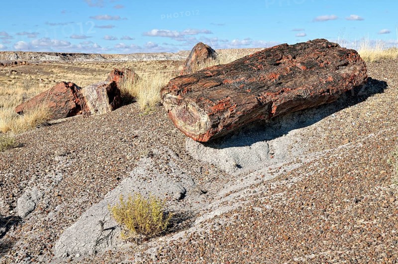 Fragments of silicified tree trunks