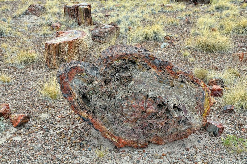 Petrified tree trunks
