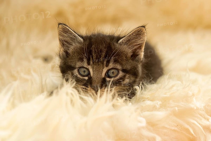 Tabby kitten