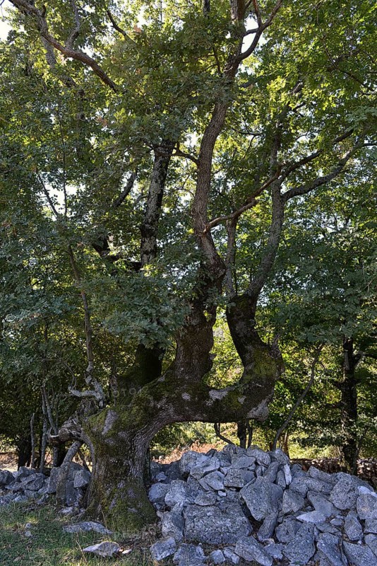 Turkey oak (Quercus cerris)