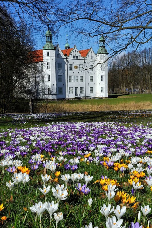 Crocuses (Crocus sp.) in front of Schloss Ahrensburg Castle