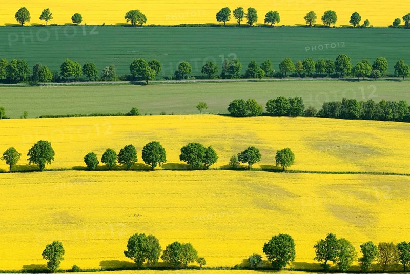 Hedgerow landscape with fields of rapeseed