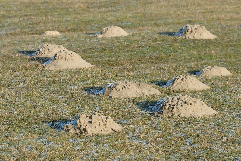 Molehills