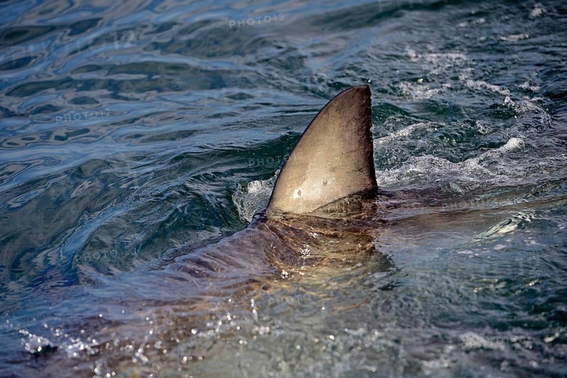 Great White Shark (Carcharodon carcharias)