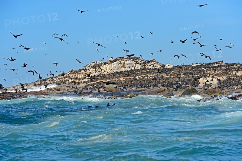 Cape Cormorants or Cape Shags (Phalacrocorax capensis)