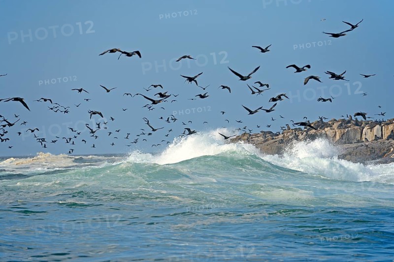 Cape Cormorants or Cape Shags (Phalacrocorax capensis)