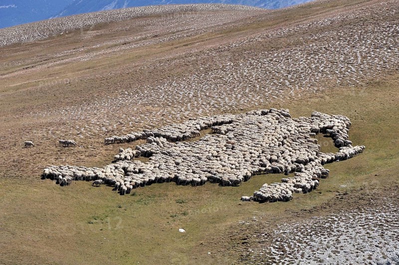 Flock of sheep grazing