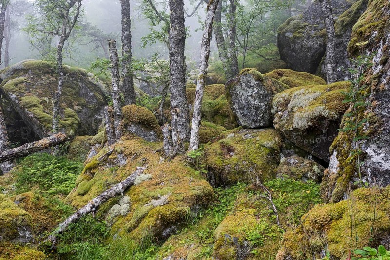 Moss-covered rocks and birches along the hiking trail to Hardangervidda mountain plateau