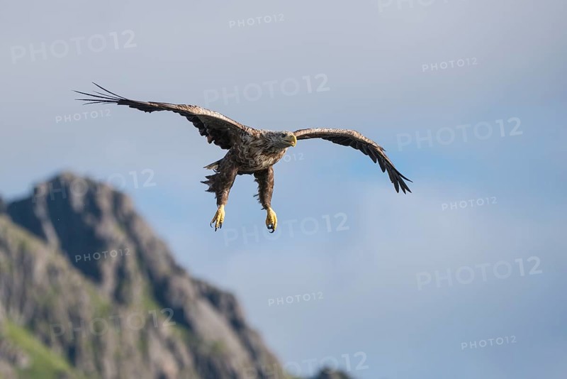 White-tailed Eagle or Sea Eagle (Haliaeetus albicilla)