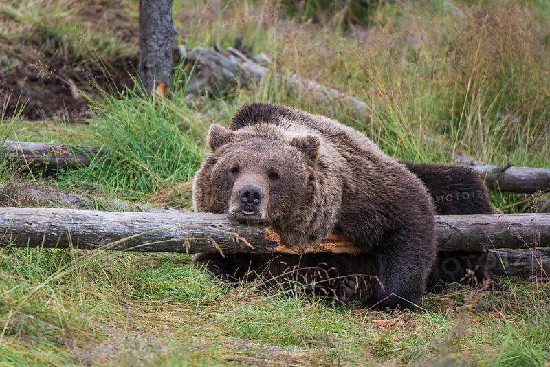 Brown bear (Ursus arctos) lying on a fallen tree trunk
