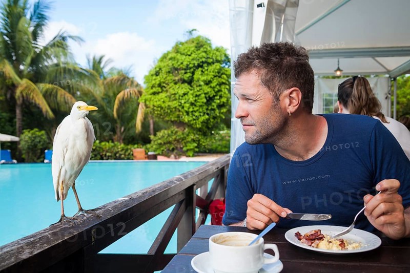 Cattle egret next to a man at breakfast table