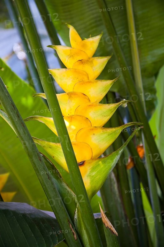 Heliconia