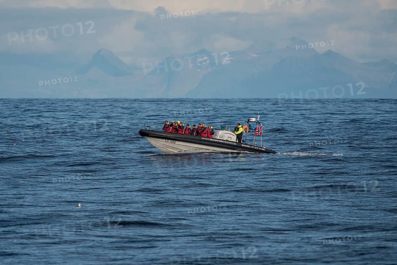 Speed boat with tourists on a whale watching tour