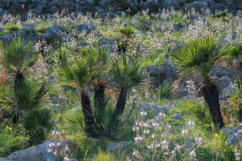 European fan palm