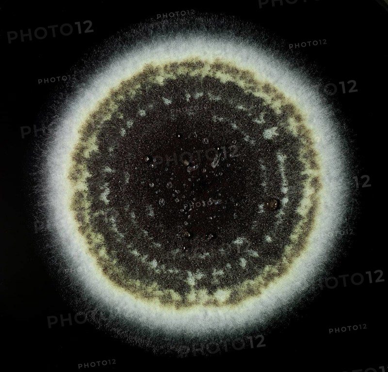Mould