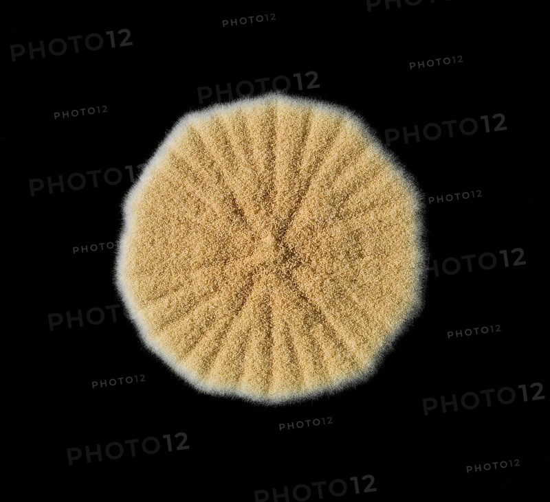 Mould
