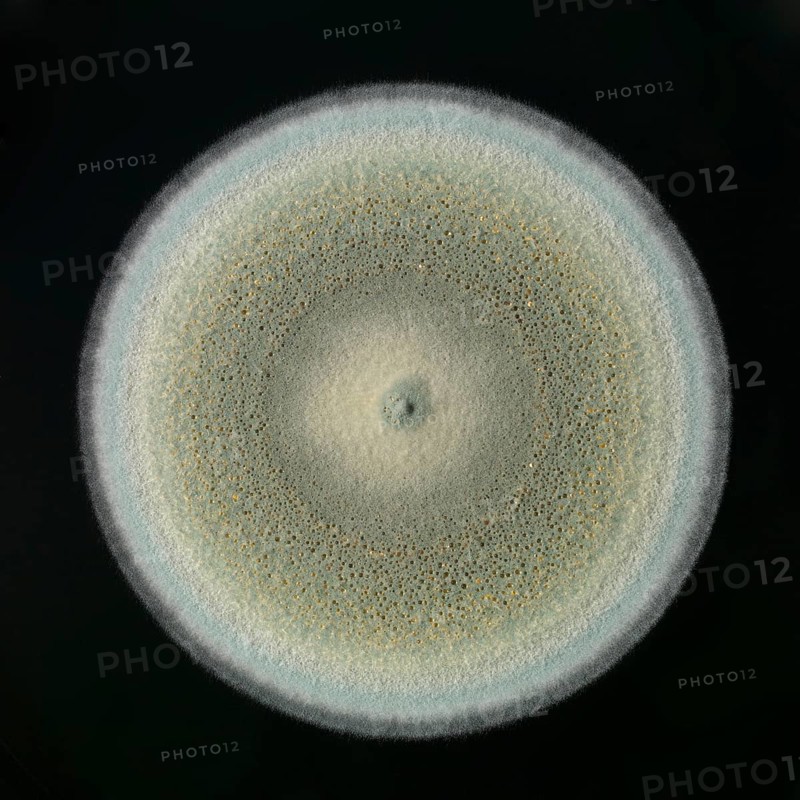 Mould