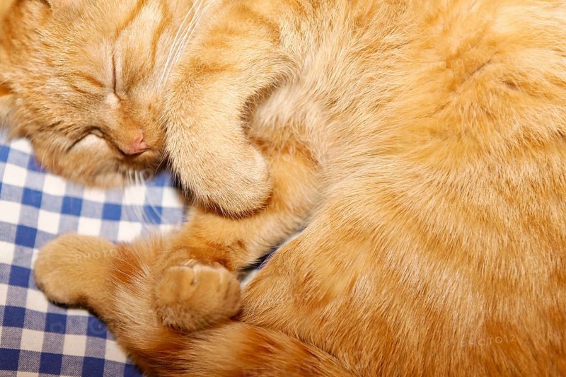Tiger'