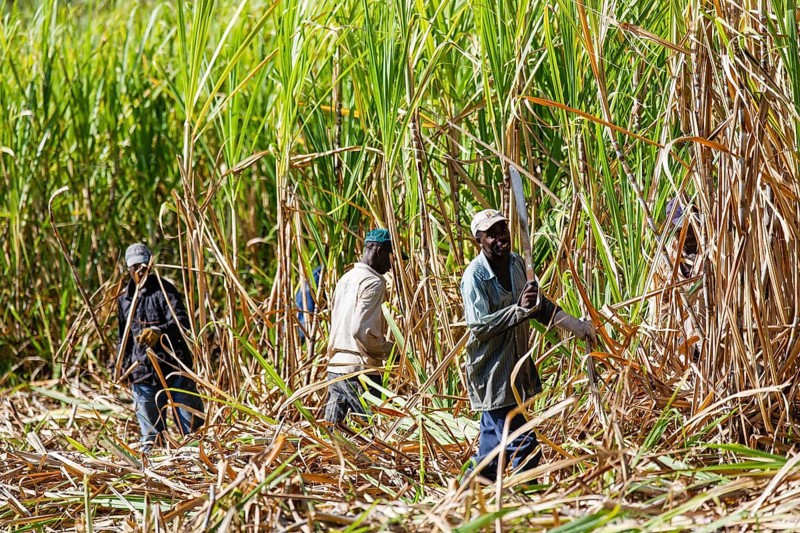 Workers cutting sugar cane