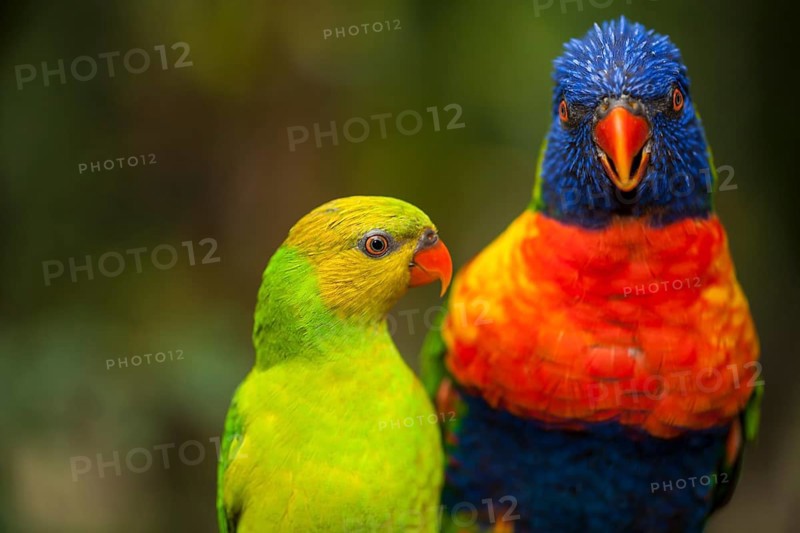 Rainbow lorikeets (Trichoglossus haematodus)