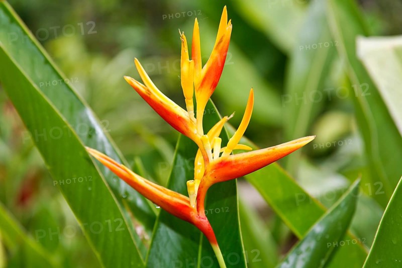 Heliconia