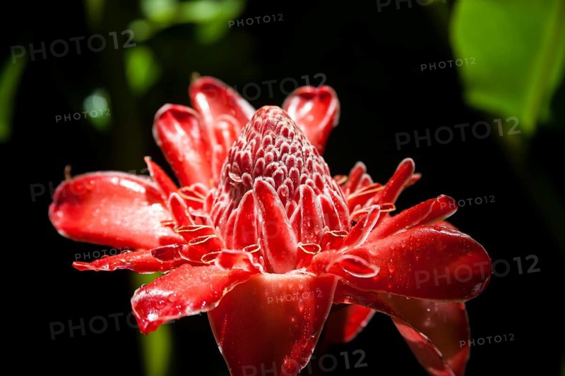 Porcelain Rose