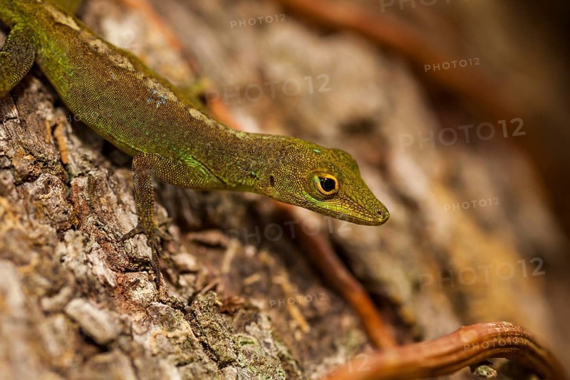 Gecko (Gekkonidae)