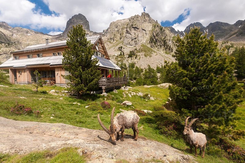 Alpine Ibexes (Capra ibex) grazing in front of the Refuge de la Cougourde