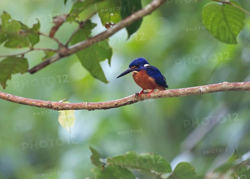 Blue-eared kingfisher (Alcedo meninting)